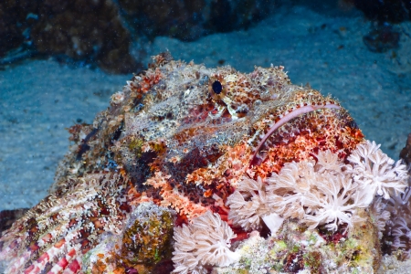 Bearded scorpionfish  Scorpaenopsis barbata  close-up, at night in the Red Sea, Egypt の写真素材