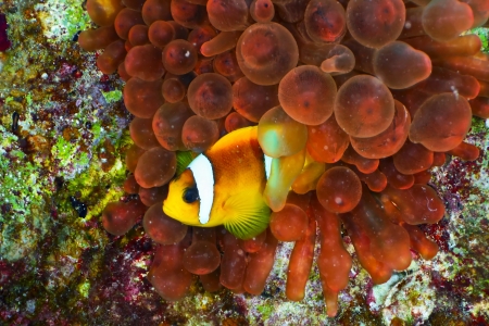 Twoband anemonefish  Amphiprion bicinctus  on the background of  red anemone, Red Sea, Egypt の写真素材