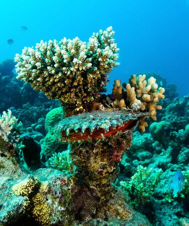 Golden scallop  Spondylus aurantius Lamarck  in the Red Sea, Egypt の写真素材