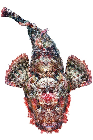 Bearded scorpionfish (Scorpaenopsis barbata) top view, isolated on white background.の写真素材