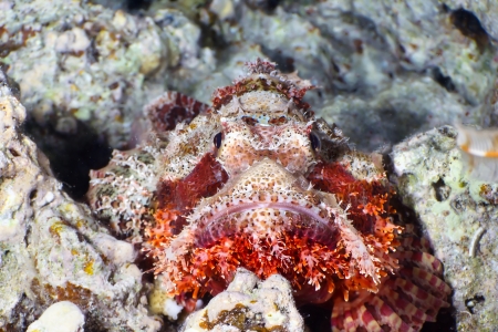 Bearded scorpionfish (Scorpaenopsis barbata) close-up, at night in the Red Sea, Egypt.の写真素材