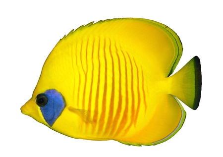 Masked Butteflyfish (Chaetodon semilarvatus) isolated on white background.の写真素材