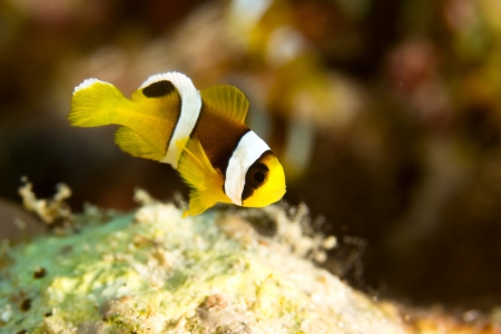 Young Twoband Anemonefish (Amphiprion bicinctus) in the Red Sea, Egypt.の写真素材