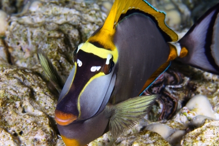 Orangespine unicornfish (Naso elegans) clouse up view, in the Red Sea, Egypt.の写真素材