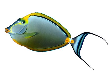 Orangespine unicornfish (Naso elegans) isolated on white background.の写真素材