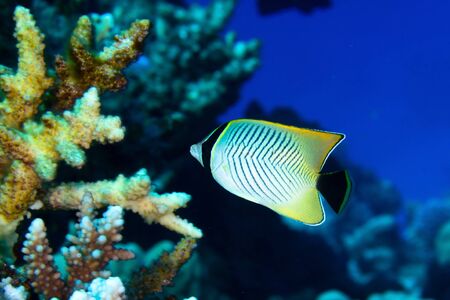 Chevron butterflyfish (Chaetodon trifascialis) in the Red Sea, Egypt.の写真素材