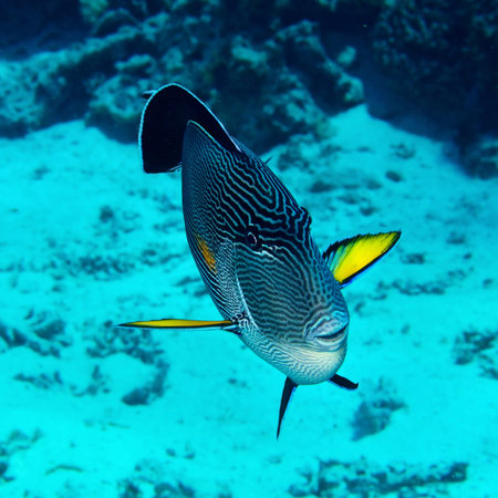 Sohal surgeonfish  Acanthurus sohal  in the Red Sea, Egypt 