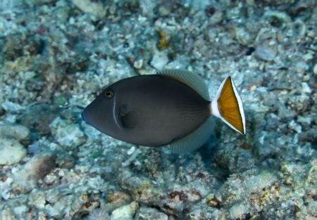 Bluethroat triggerfish  Sufflamen albicaudatus  in the Red Sea, Egypt の写真素材