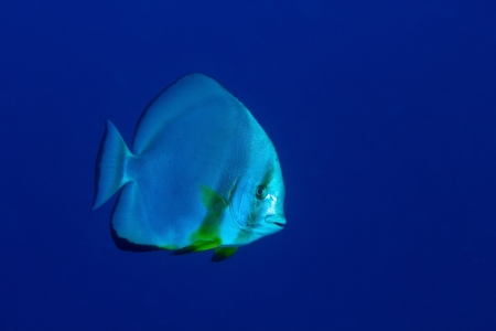 Orbicular batfish (Platax orbicularis) in deep blue, Red Sea, Egypt.の写真素材