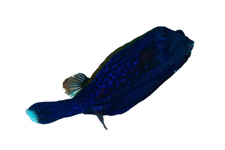 Bluetail trunkfish (Ostracion cyanurus), male, isolated on white background.の写真素材