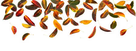 Panoramic view of apricot autumn leaves falling, white background.の写真素材