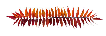 Autumn  branch with leaves, isolated on white background.の写真素材