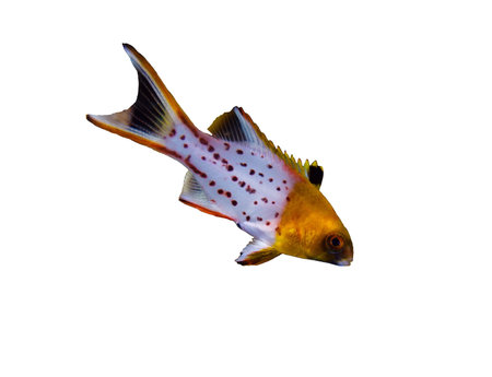 Lyretail hogfish (Bodianus anthioides), juvenile, isolated on white background.