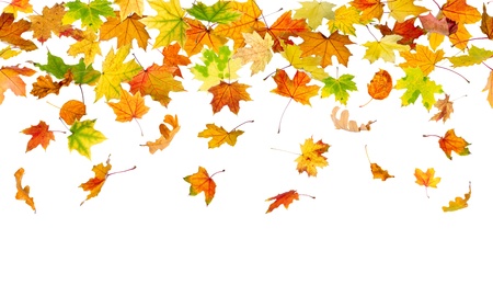 Seamless pattern of autumn leaves, falling down.の写真素材