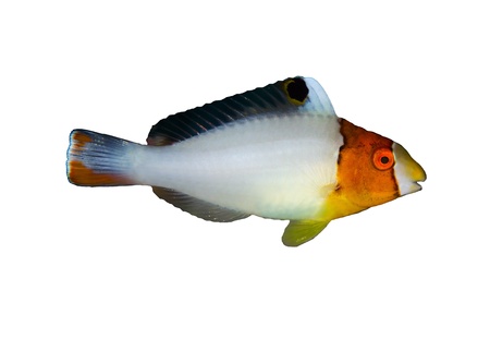 Bicolour parrotfish (Cetoscarus bicolor), juvenile,
 isolated on white background.の写真素材