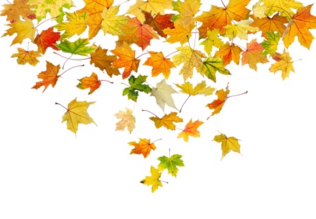 Maple autumn leaves falling down, on white background.の写真素材
