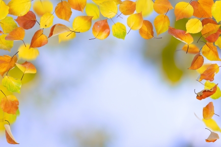 Autumn leaves falling border, on natural background.の写真素材