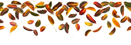 Seamless panoramic apricot autumn leaves falling, white background.の写真素材