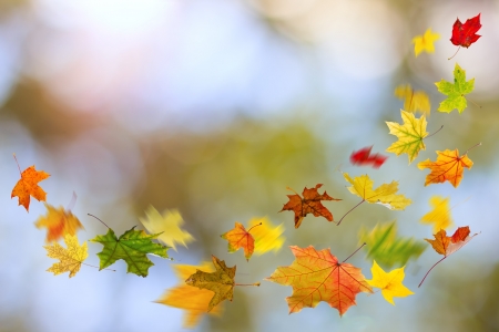 Maple colored autumn falling leaves, on natural background.の写真素材