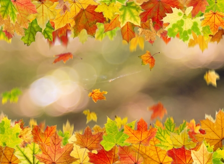 Autumn maple leaves frame in the forest.の写真素材