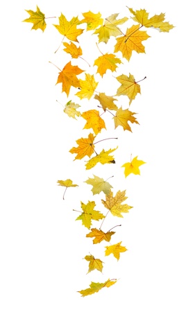 Falling autumn maple leaves isolated on white background.の写真素材