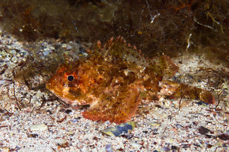 Small scaled scorpionfish  Scorpaena porcus  in the Black Sea 