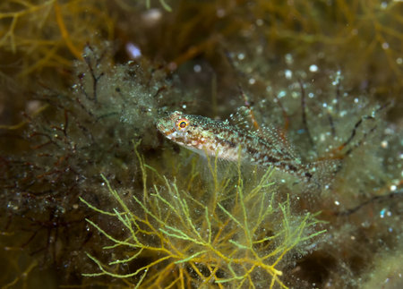 Sand goby  Pomatoschistus minutus  in the Black Sea 