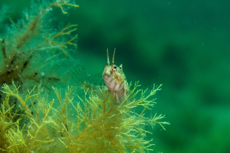 Sphinx blenny fish  Blennius sphinx  in the Black Sea の写真素材