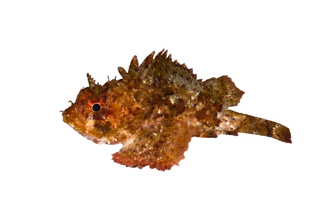 Small scaled scorpionfish  Scorpaena porcus  isolated on white background の写真素材