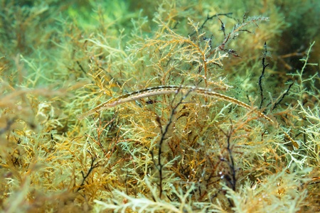 Pipefish (Syngnathus nigrolineatus) on the background of water grass. Black Sea.の写真素材