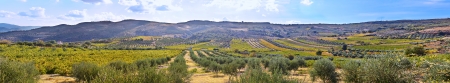 Panoramic view of olive trees and grapes in Crete, Greece.の写真素材