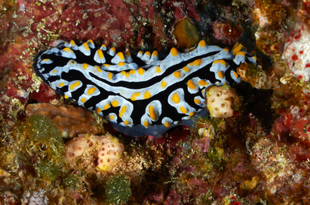 Varicose wart slug (Phyllidia varicosa) Red Sea, Egypt.の写真素材