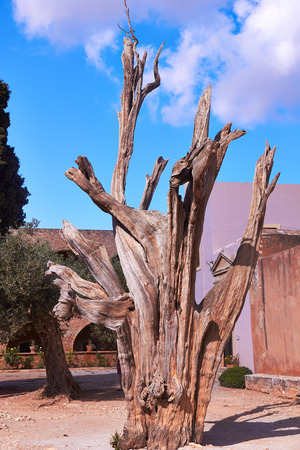Burned tree in courtyard of the Monastery Arkadi  in Crete, Greece.の写真素材