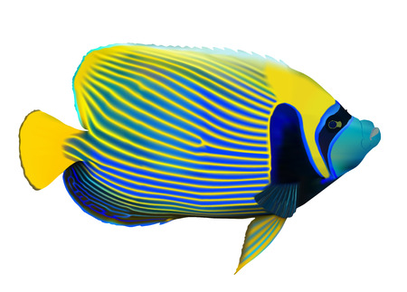 Emperor angelfish (Pomacanthus imperator) on white, vector illustration.のイラスト素材