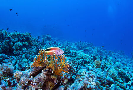 Blackside hawkfish (Paracirrhites forsteri) in the Red Sea, Egypt.の写真素材