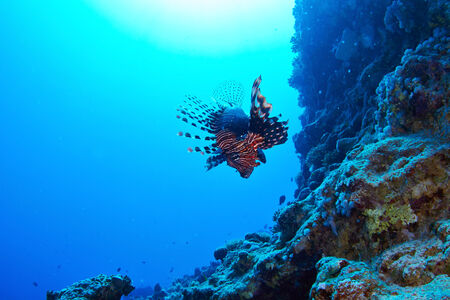 Lionfish (Pterois radiata) on coral reef in the Red Sea, Egypt.の写真素材
