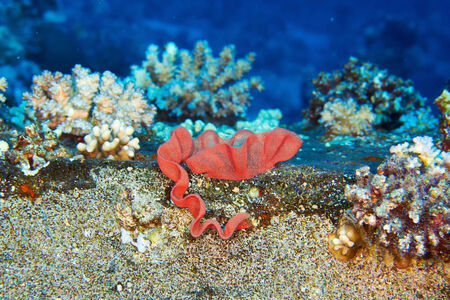 Spanish dancer eggs and corals in the Red Sea, Egypt. の写真素材