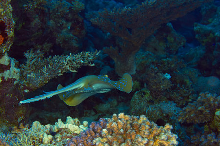 Bluespotted ribbontail ray (Taeniura lymma) swimming, in the Red Sea, Egypt.