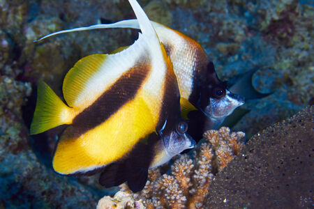 Two Red sea bannerfishes (Heniochus intermedius) in the Red Sea, Egypt.の写真素材