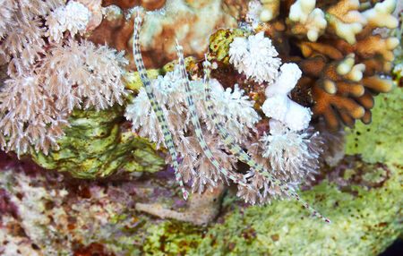 Network pipefishes (Corythoichthys flavofasciatus)   in the Red Sea, Egypt.の写真素材