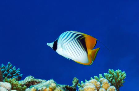 Threadfin butterflyfish (Chaetodon auriga) in the Red Sea, Egypt.の写真素材