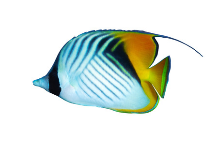 Threadfin butterflyfish (Chaetodon auriga) isolated on white background.の写真素材