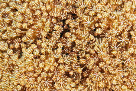 Pale pulse soft coral (Heteroxenia ghardaquensis Gohar) in the Red Sea, Egypt.の写真素材