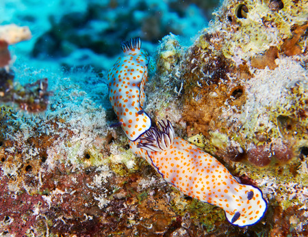 Orange dotted slug (Risbecia ghardaqana) in the Red Sea, Egypt.の写真素材