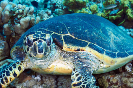 Hawksbill sea turtle (Eretmochelys imbricata) on corals, Red Sea, Egypt. の写真素材