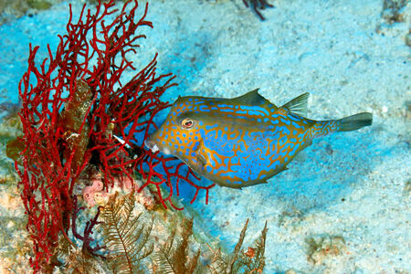 Bluetail trunkfish (Ostracion cyanurus) in the Red Sea, Egypt.の写真素材