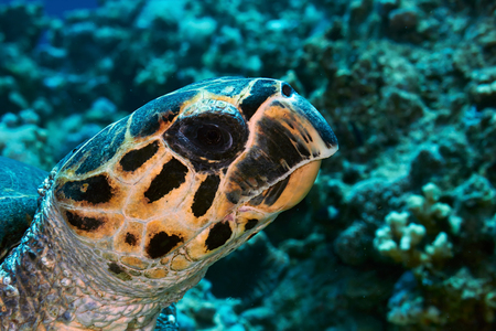 Hawksbill sea turtle (Eretmochelys imbricata) head close-up, Red Sea, Egypt.の写真素材