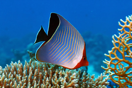 Hooded butterflyfish (Chaetodon larvatus) in the Red Sea, Egypt.の写真素材