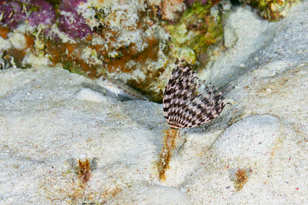 Indian tube worm (Sabellastarte indica) in the Red Sea, Egypt.の写真素材
