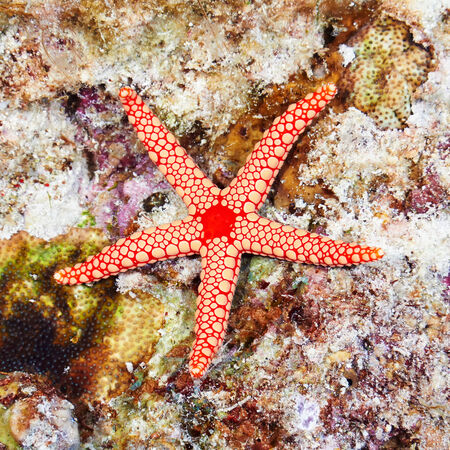 Pearl sea star (Fromia monilis) in the Red Sea, Egypt.の写真素材